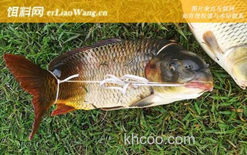 冬季谷麦钓鲤鱼绝招？