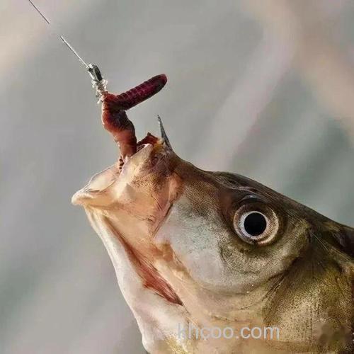 钓鱼为啥蚯蚓用白醋泡？