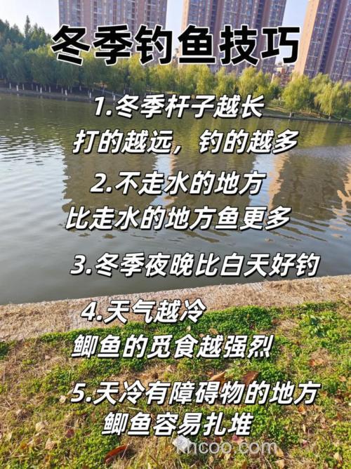冬季怎么钓鲫鱼