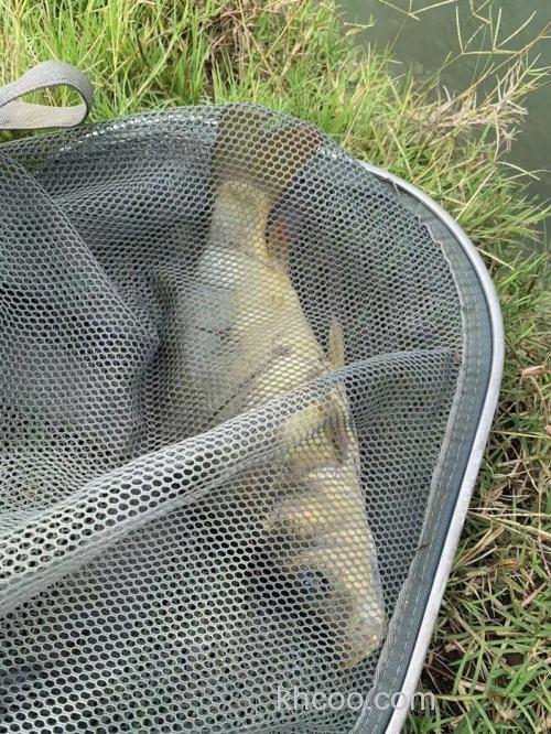 白龙湖钓鲫鱼最佳位置？