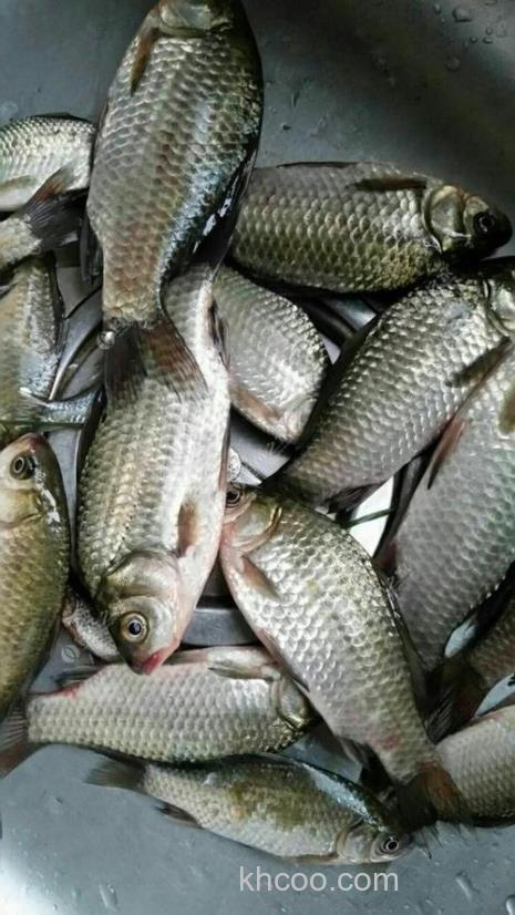 钓鲫鱼十斤米放多少香兰素？