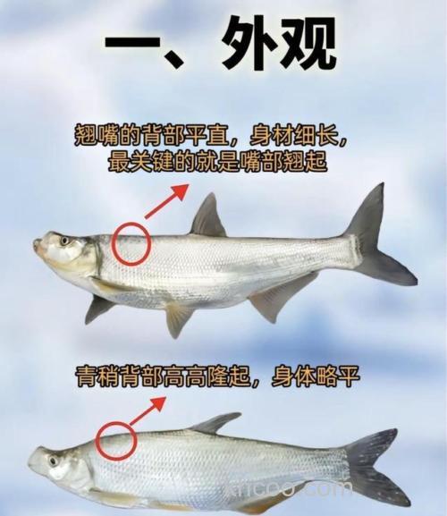 大白条和翘嘴鱼的区别是什么？