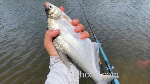 春季水库钓鳊鱼过足连竿瘾！