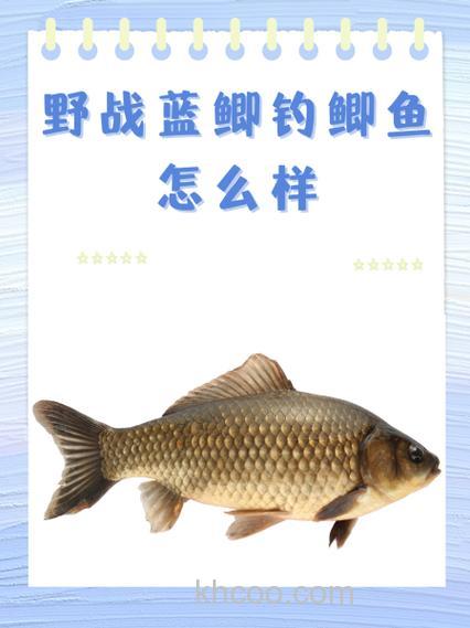 野战蓝鲫能洗面筋吗？