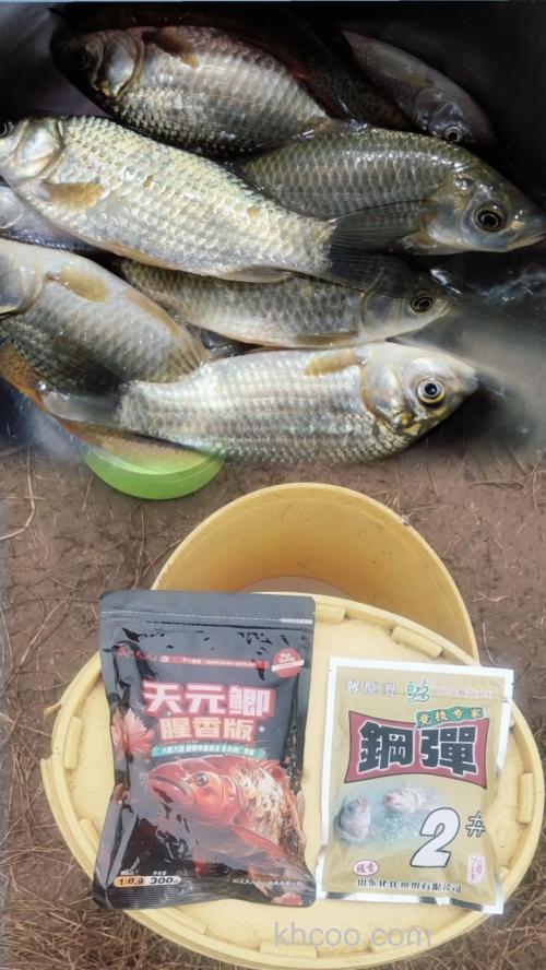 天元鲫黄用什么可以代替？