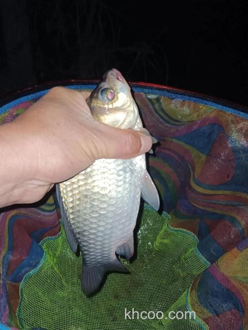 为什么夜钓不能钓板鲫？