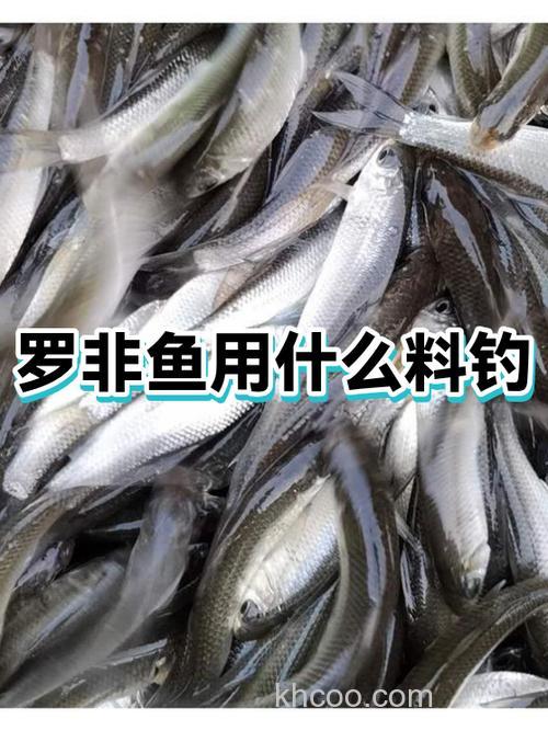 广东10月钓罗非鱼用什么饵料好？
