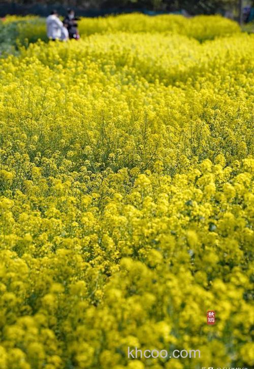 常熟主要种植作物有哪些？