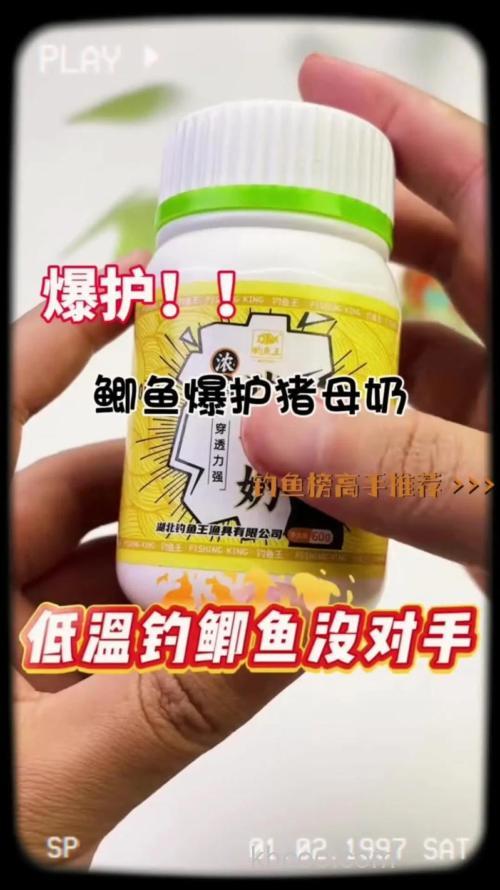 猪母奶钓鲫鱼最佳配方？
