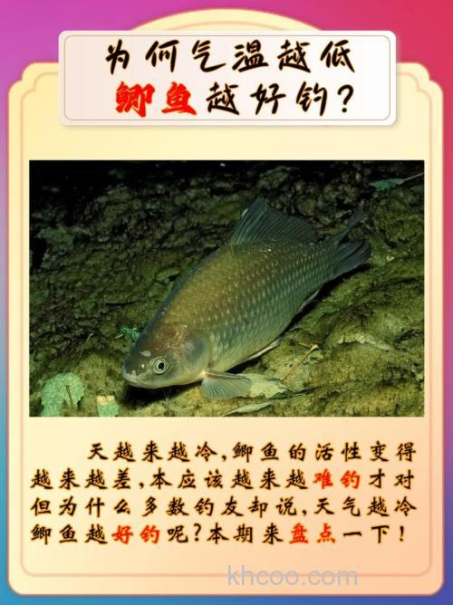 为什么冬季比夏季更好钓鲫鱼？