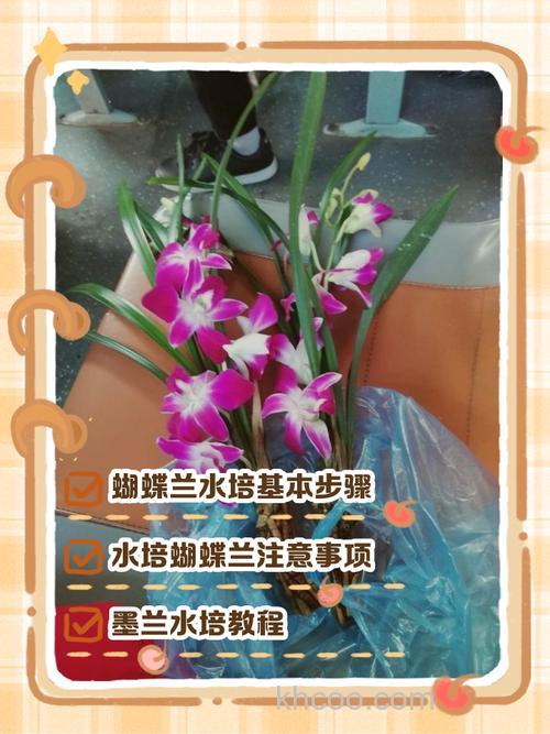 香荚兰如何泡酒钓鱼？