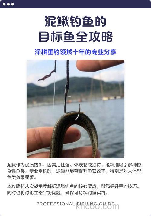 泥鳅最佳配方钓鲤鱼？