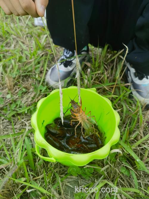 钓河虾除了蚯蚓还有什么？