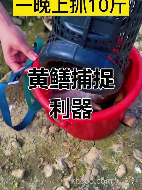 捕黄鳝放什么饵？