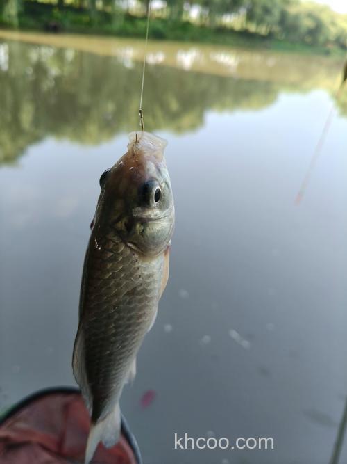 夏季天热，鲤鱼“狡猾”难钓？