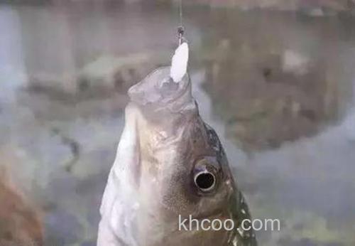 米饭饵如何上钩钓鲤鱼图