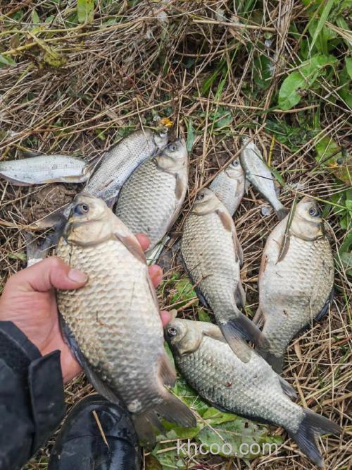 冬天钓鲫鱼好钓吗？