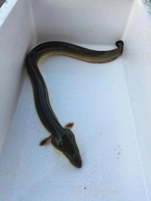 钓江鳗用什么饵最好？