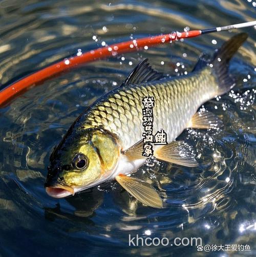 如何避免鲤鱼涮饵？