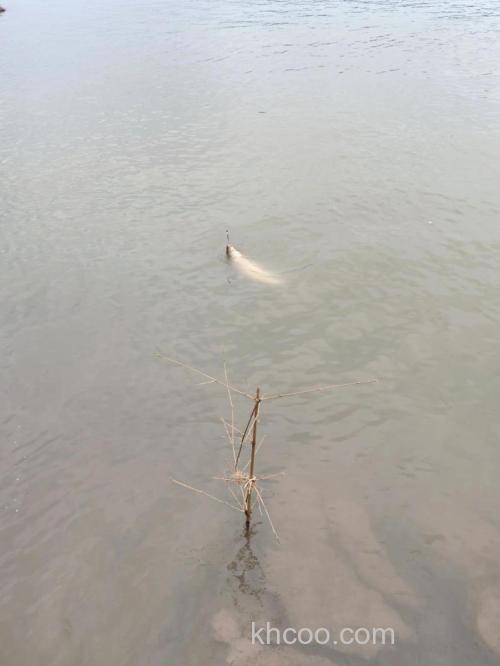 又到了仲春钓草鱼的季节