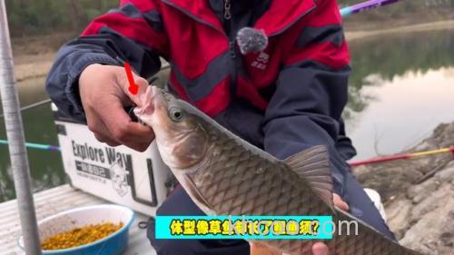 水库下钓鱼，遭遇大量“怪草鱼”，竟是淡水之王？