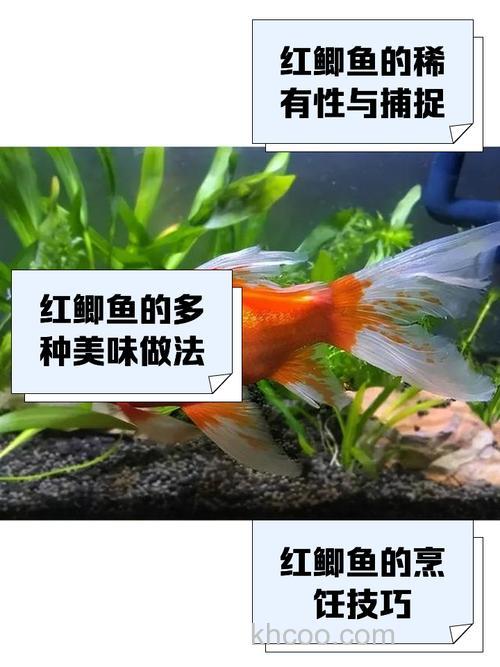 野战红魔鲤品格钓鲫鱼怎么样？