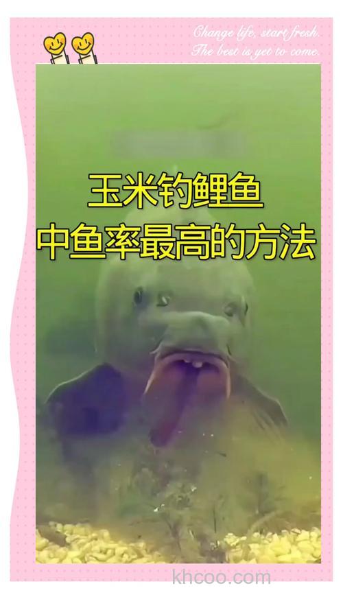 玉米钓鲤鱼抓口还是死口？