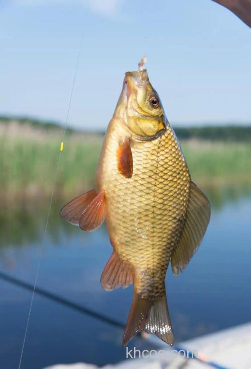 钓鱼 鲤鱼用什么食钓最好