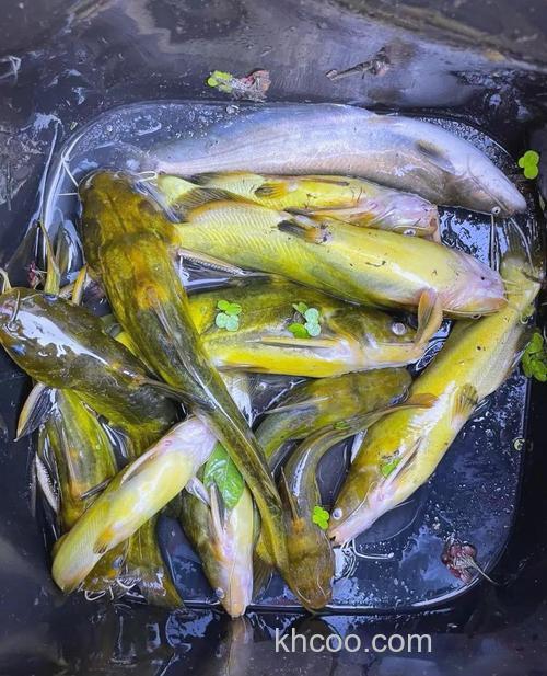 黄辣丁秋冬季能不能钓？