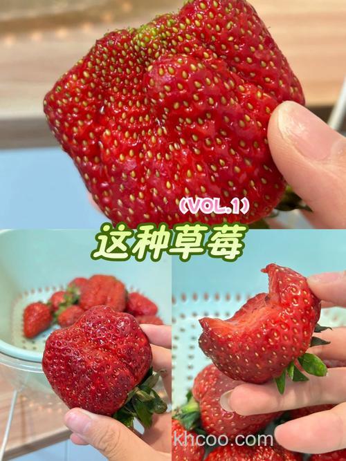 草莓能不能做鱼饵？