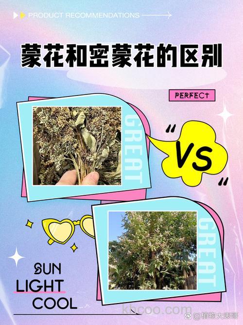 蜜蒙花和蒙花是同一种吗?