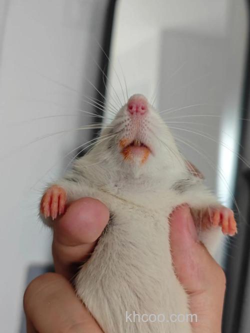 花枝鼠吃什么？