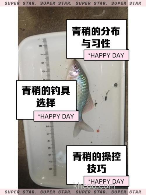 青稍怎么钓最快？