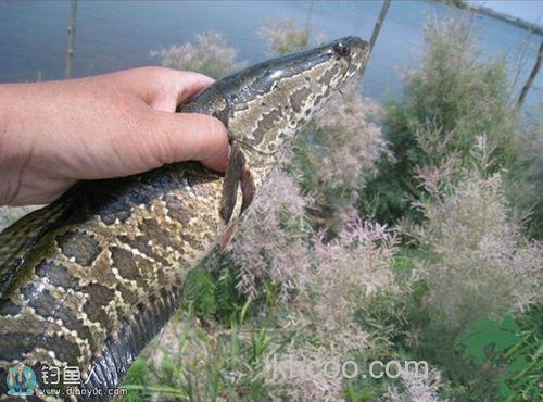 金秋野塘钓黑鱼的四个招术