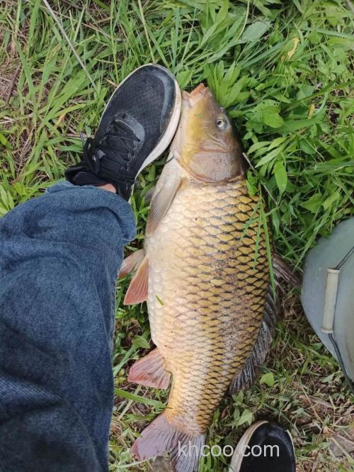 野钓大河鲤鱼怎么钓效果你好