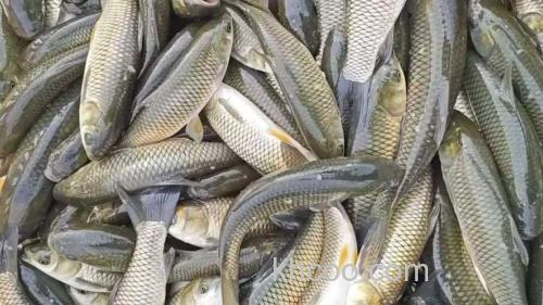 一一斤草鱼一天能吃多少麦子？