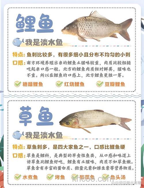 鲤鱼草鱼鲫鱼怎么区分？