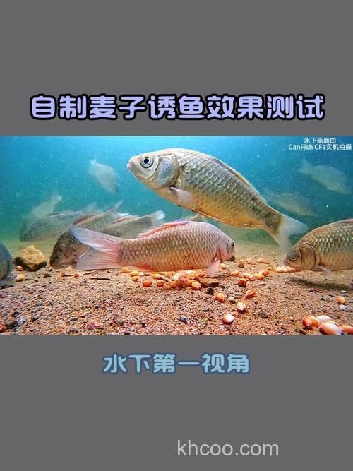 怎样泡麦子钓鱼效果好