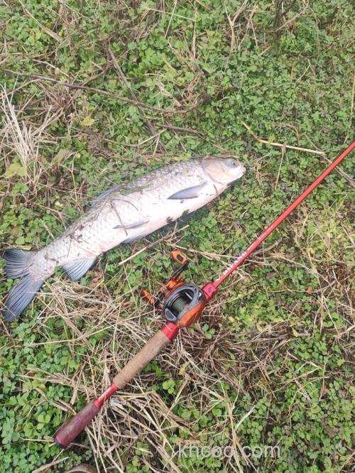 青鱼、草鱼用什么路亚饵？