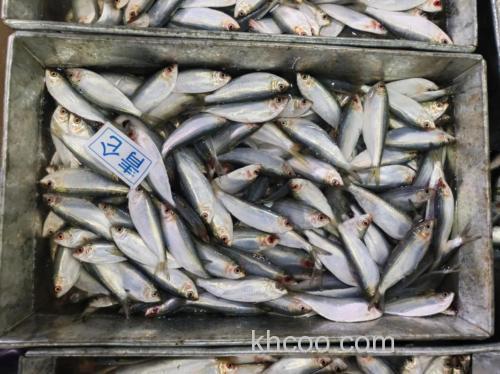 适合大量繁殖的饲料鱼？