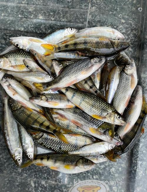 溪石斑用蚯蚓还是面筋好？