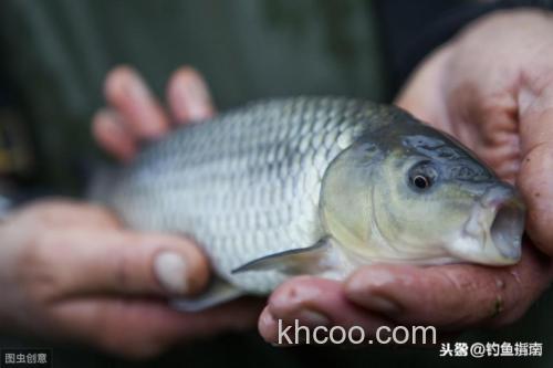 猪肉油可以钓鱼吗？