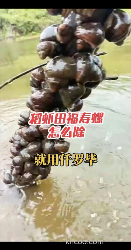 福寿螺吃藻吗？