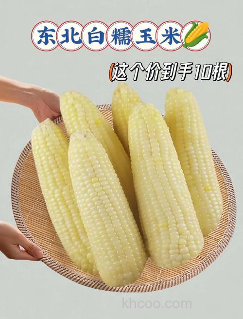 白条吃玉米吗？