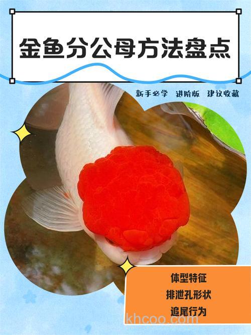 如何分辨金鱼有金鱼宝宝