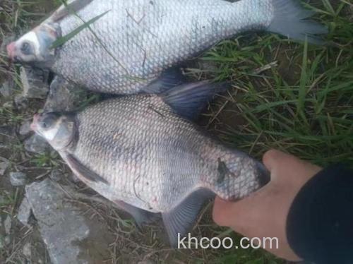 暮春野钓鳊鱼全攻略