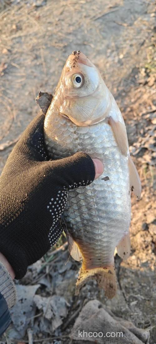 一月份好钓什么鱼？