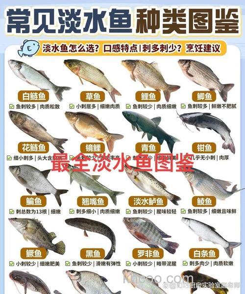 鲢鳙奶香味怎么调制？