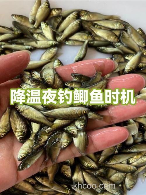深秋夜钓鲫鱼最佳温度和时间