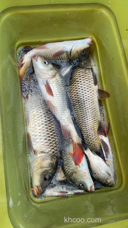 秋天雨后野钓鲤鱼的最佳方法？